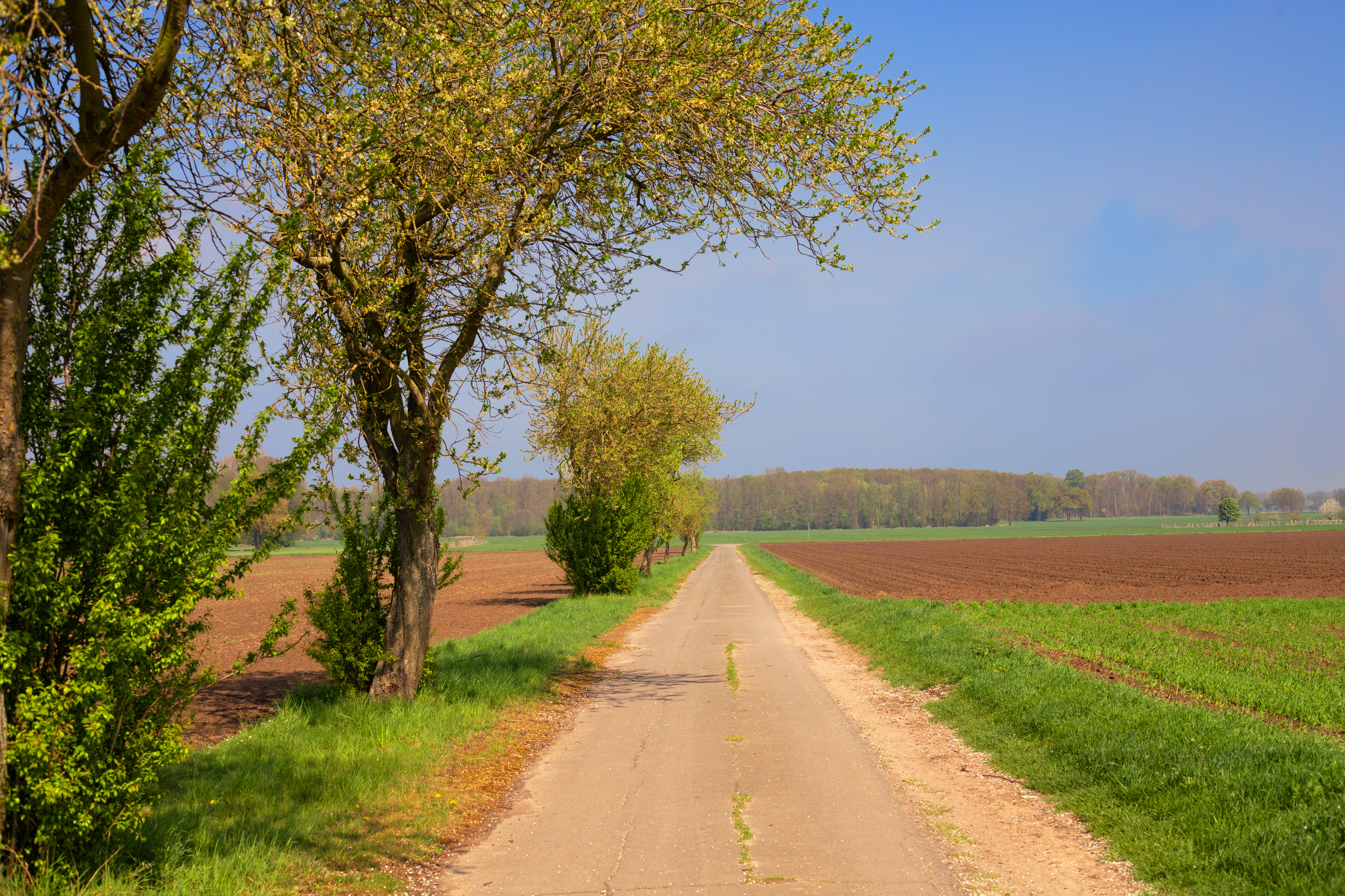 Ein Weg mit Bäumen umrandet